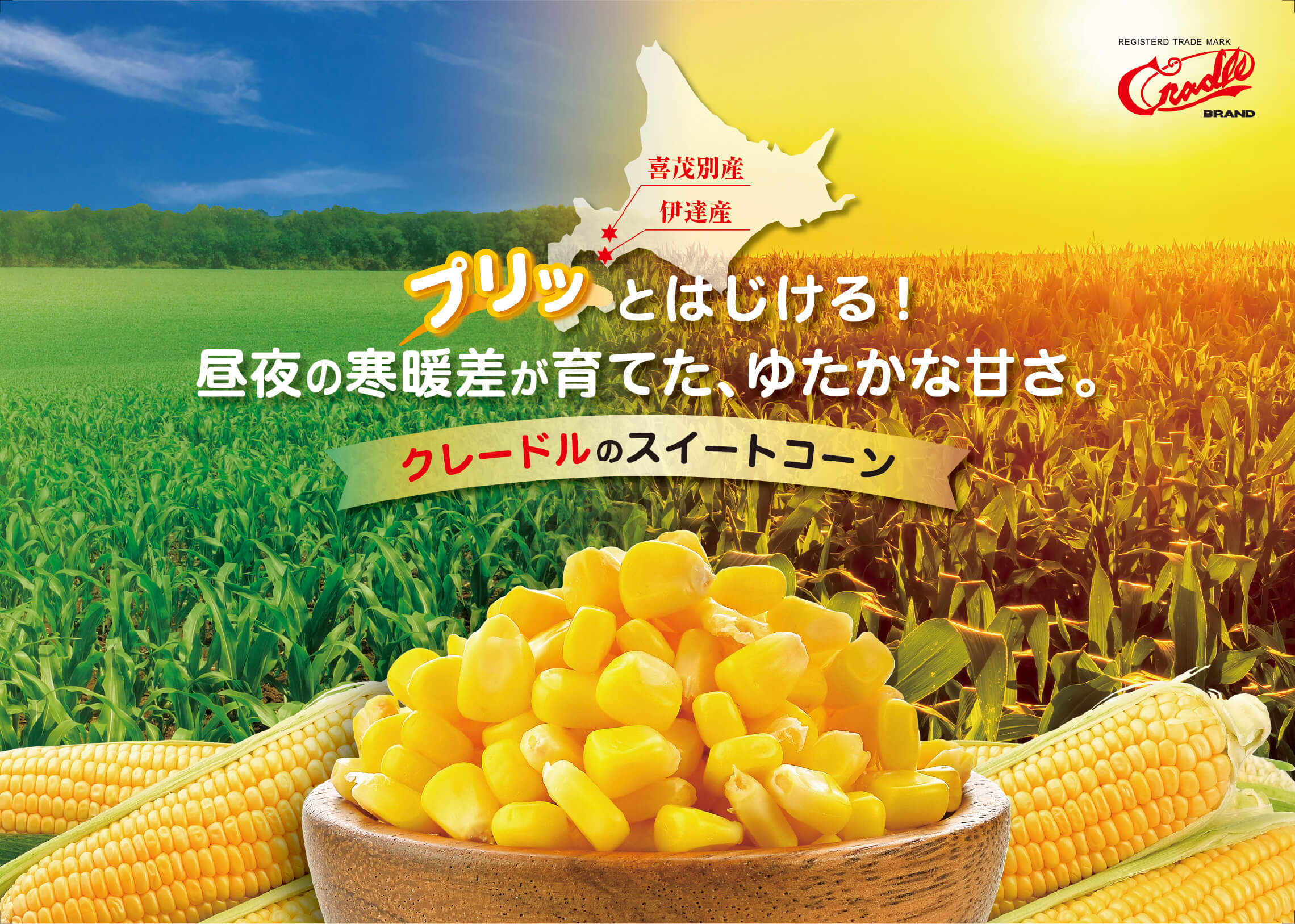 プリッとはじける！昼夜の寒暖差が育てた、ゆたかな甘さ | クレードルのスイートコーン